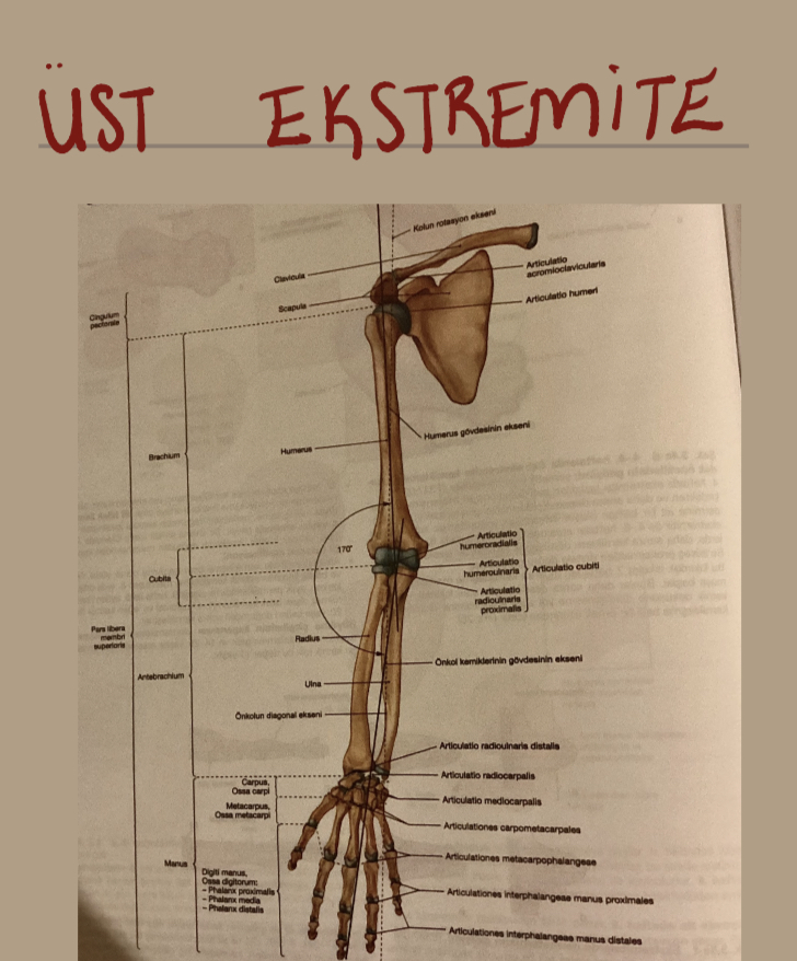 ANATOMİ / ÜST EKSTREMİTE KEMİKLERİ                                                                                                                                                                                                                        