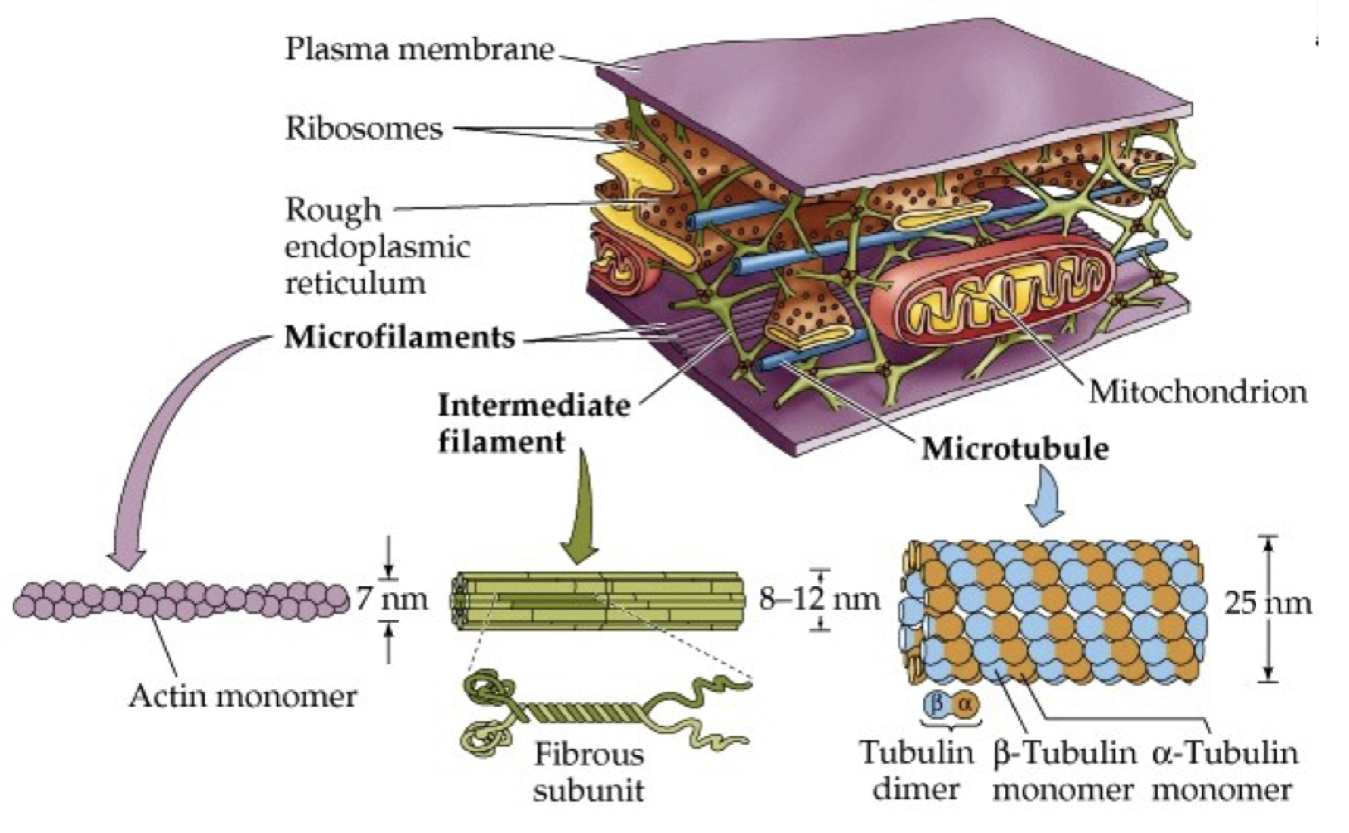 Cell structure and function                                                                                                                                                                                                                               